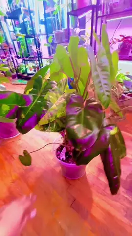 Grow with me! #fyp #foryoupage #plantsoftiktok #indoorplants #philodendron 