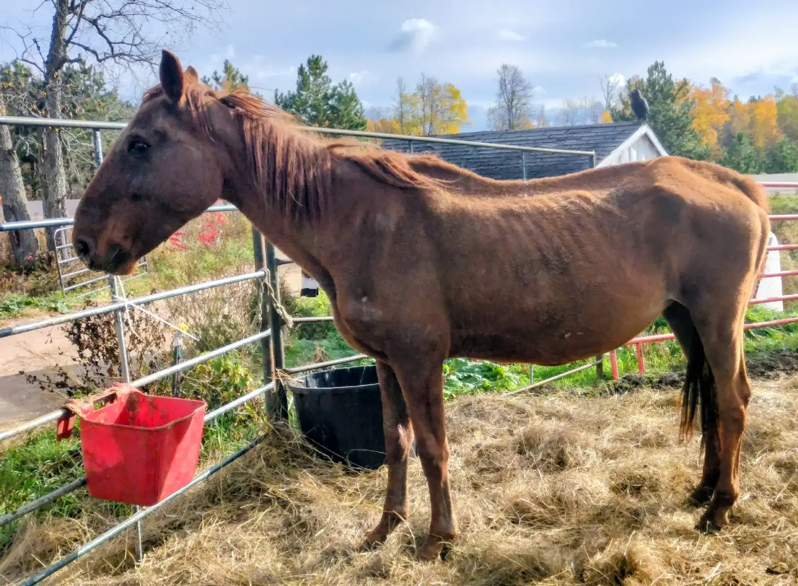 It's ALMOST THE END of the month!!!! And sponsorships are LOW!! WE HAVE ONLY RAISED $650 of our sponsorships!! That means in order to finish off just hay and feed for everyone's costs this month we need to raise another $1550!!!!  Let's focus on 1️⃣ fundraiser this month and that's sponsorships!!!! We currently have 4️⃣ donkeys, 4️⃣ minis, and 1️⃣4️⃣ horses in residence. Every resident costs approximately 1️⃣0️⃣0️⃣ for just hay and feed. This is averaged out between every single resident based on ones that require extra feed and hay like our seniors and those that require less like our donkeys and minis.  This means to fully sponsor every equine we need to raise 💲2️⃣2️⃣0️⃣0️⃣!!! That's only 2️⃣2️⃣0️⃣ of our 6️⃣0️⃣0️⃣0️⃣➕ followers donating 1️⃣0️⃣!!!  Large rescues that bail hundreds of horses every month from kill lots raise thousands of dollars in a day!!! We are only asking for a portion of that to help sponsor our horses that have already been saved to make sure they receive all the care they deserve!!!! Remember even 💲5️⃣ helps!!!! And if you can't donate like our post and share so someone who can may see it!!! Your sponsorships are extremely important!! Your 5️⃣, 1️⃣0️⃣, 2️⃣0️⃣, 5️⃣0️⃣, 1️⃣0️⃣0️⃣ donation is important!! So before you go get your coffee or fast food for the day!! Ask yourself can you help a horse today??? 💕Venmo @nnnhrescue 💕Cashapp $nnnhrescue 💕CARE SPONSORSHIPS: https://gofund.me/ecc81528 💕https://www.paypal.com/fundraiser/charity/5484407 💕https://givebutter.com/D3x60N 💕https://www.zeffy.com/en-US/donation-form/donate-to-make-a-difference-18801 We are a 501c3 rescue so EVERY donation is tax deductible!!!  Picture of our last kill lot save Sianna for attention 💜