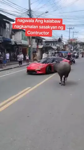 nagwawala na pati kalabaw #