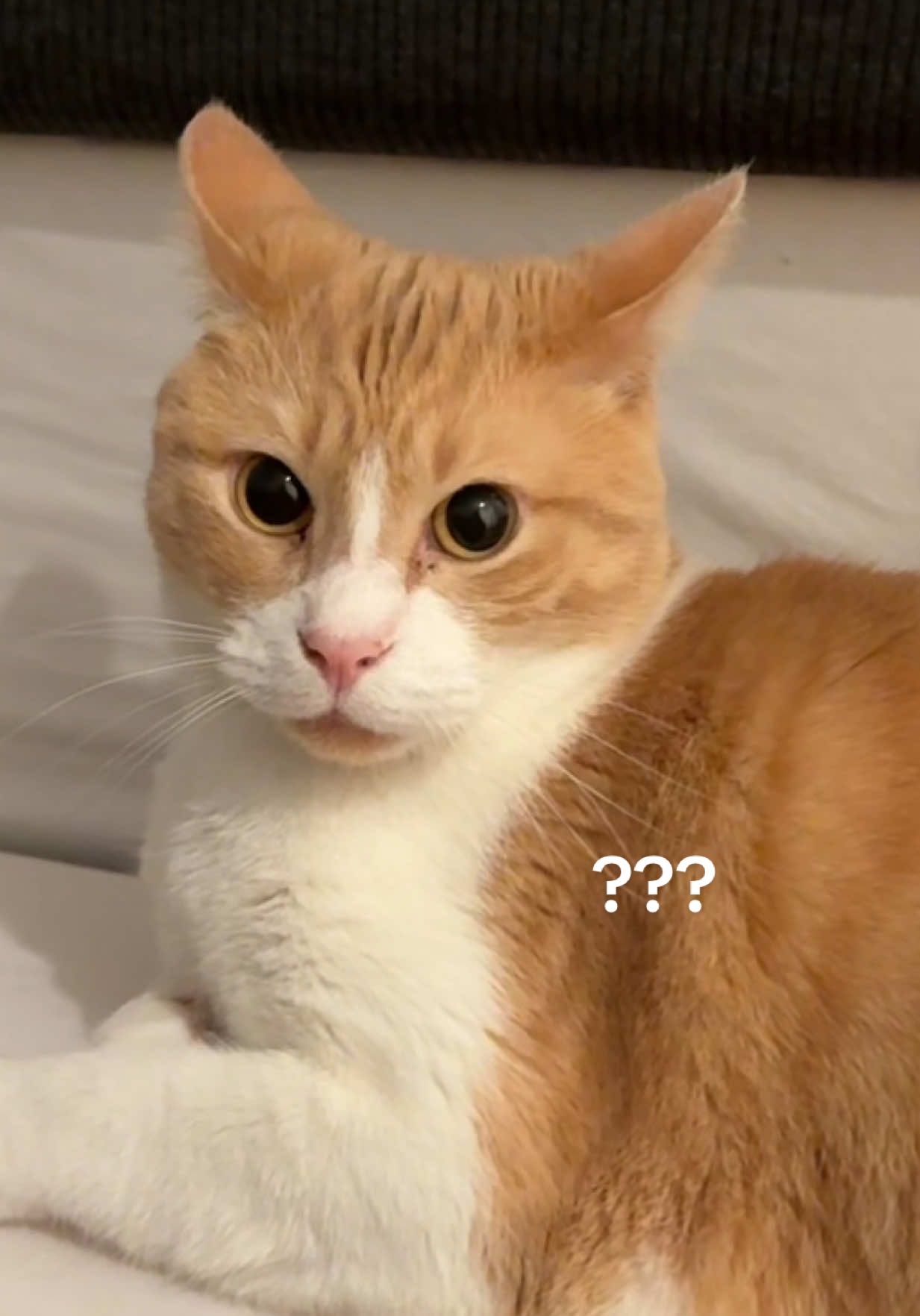 The more I watch the funnier it gets