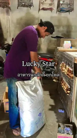 #อาหารนก #ลักกี้ #อาหารไข่ #luckystar #บ้านนกbybaitultuyur 