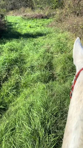 #horsesoftiktok #horses #horseriding #tennesseewalkinghorse #trailriding 