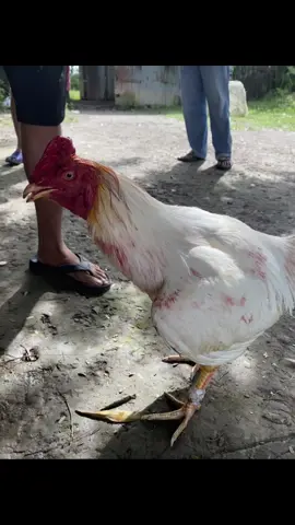 Nay gặp cọp #gàsốctrăng #xhhhh 