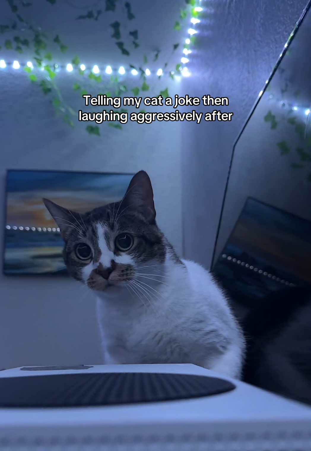 Winston was flabbergasted. #fyp #foryou #cattiktok #investagator 