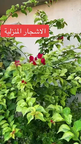خلنا نبدأ: لما نتكلم عن الأشجار اللي أنت تحبها، نختار نوعية تكون مناسبة لبيئتنا وطبيعة الأجواء عندنا. مثلاً الأشجار اللي تتحمل الحرارة والجفاف شوي وتزين المكان على طول السنة. 🎋🌞 طريقة العناية بسيطة: اهتم بري منتظم بدون إغراق، واستخدم سماد عضوي زي سماد الأبقار المعالج أو الهيومك أسد بين فترة وفترة. 🌱✨ وبشكل عام أفضل الأشجار اللي جربتها واللي دايماً أنصح فيها هي اللي أنت تحبها أصلاً زي الجهنميات بألوانها، أو أشجار الحمضيات المبرقشة، أو حتى اللبان العربي اللي تتحمل الظروف بعد السنة الأولى. 🍊🌺 #نباتات_زينة 🌿 #زراعة_بيتي 🌱 #نصائح_زراعية 🌾