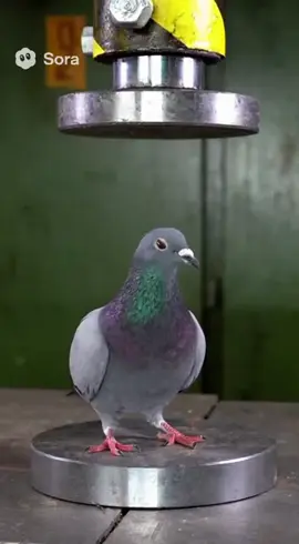 #ai #asmr #asmrsounds #asmrvideo #asmrtiktoks #aiasmr #satisfying #pigeon 
