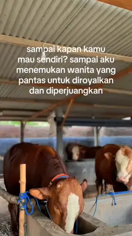 #fyp rabj kunu ora yo kunu 😜 #sapijumbo #peternaksapiindonesia #tulungagung24jam 