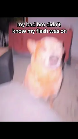 genuinely don’t know what to post anymore #dnog #fyp #dog #conrad #bbqchickenalert 