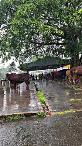 #perternaksapimuda #blatiksapi #bakolsapi #sapi 