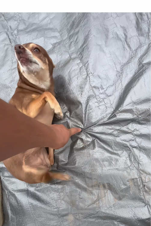 So dramatic Chihuahua 🤣#dog #chihuahua #funny #dramatic #happy 