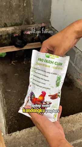 Ternak Ayam Bersih Bebas Bau Kandang #ayambangkoksuper #ayambangkokindinesia #VMQshop #vmqbio #gfluence 