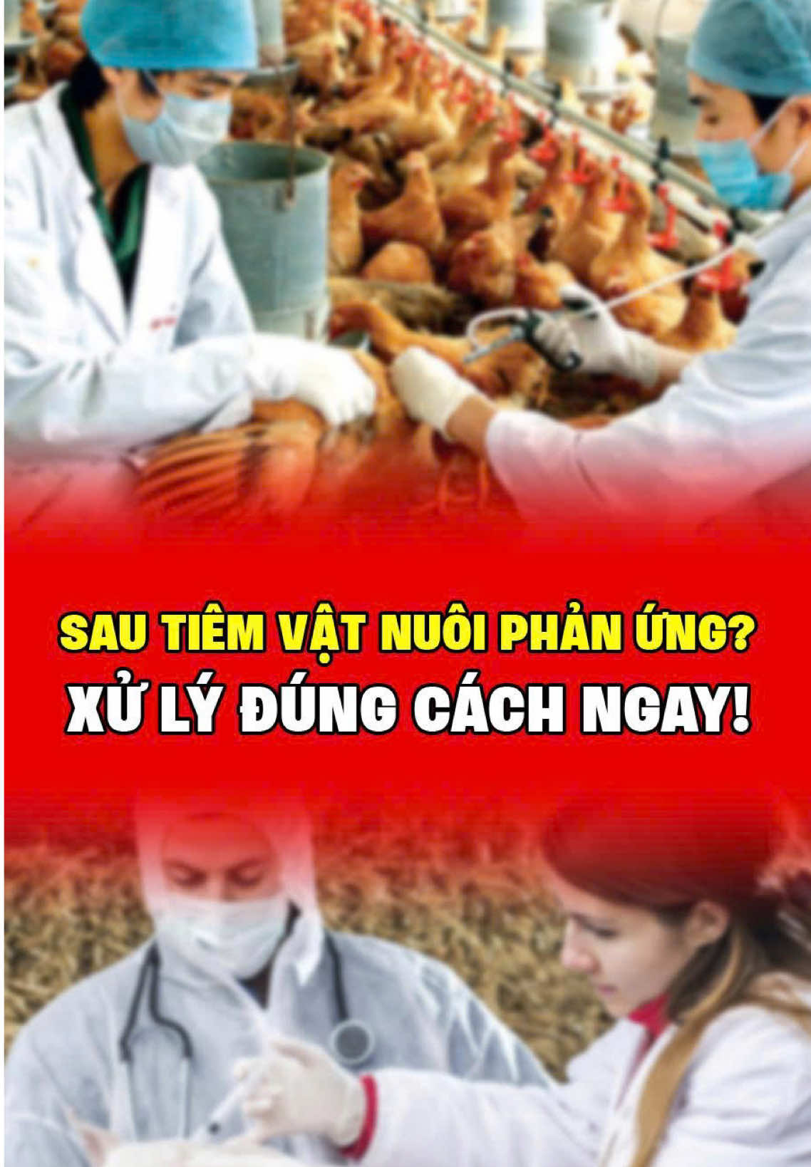 Đừng hoảng khi thấy vật nuôi mệt sau tiêm nha  Cứ bình tĩnh làm đúng 3 bước này, vật nuôi khoẻ nhanh, đỡ tốn chi phí, và đàn ổn định cực nhanh #sotaychannuoi #thuocthuy #tiemphongvacxin #xuhuongtiktok #chanuoi 