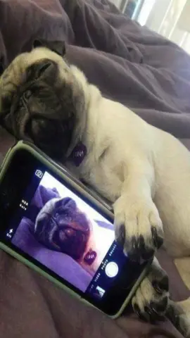 #pugs #fyp #me #pug #cute 
