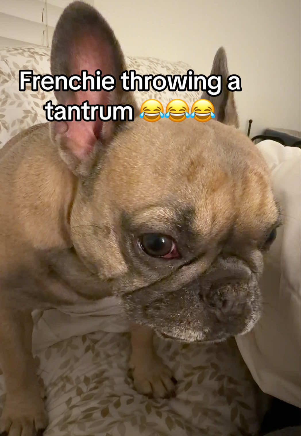 I guess I wasn’t fast enough with the blanket lift 😂😂😂 #dogs #frenchiesoftiktok #frenchies #frenchbulldog #dogsoftiktok 
