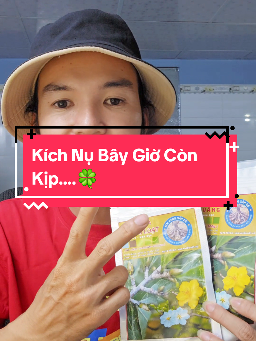 kích nụ mai vàng, bây giờ kích nụ kịp không #kichnumaivang #kichnu #maivang 