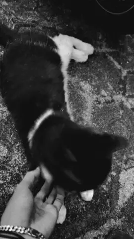 #lyrics #untukku #tulus #liriklagu #music 