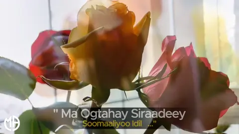 Xasan Aadan Samatar | Ma ogtahay Siraadey | Qaraami bilaa music ah #foryourpage #heesbilaamusic #somalitiktok #qaraami 