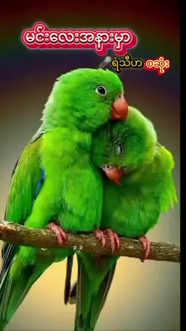 #အချစ်ချင်းပြိုင်‌ဒို့ကနိုင်မှာပါ💞💞💕💕#မြန်မာသံစဉ်ချစ်မြတ်နိုးသူ 
