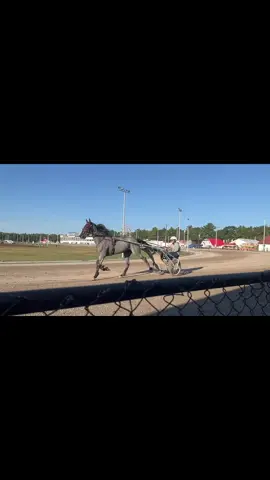 #standardbred #fast 