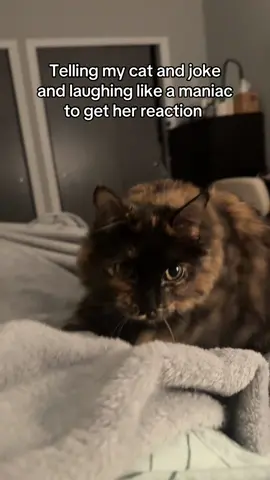 I CANT HAHAH #fyp #catsoftiktok 