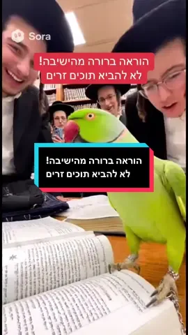 הוראה ברורה מהישיבה! לא להביא תוכים זרים #חרדים #ישיבה #תוכי