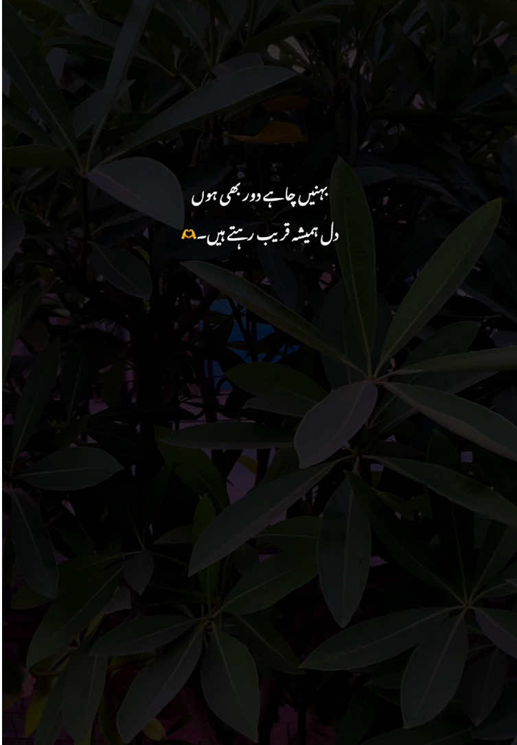 Bilkul🫶🥺#fyp #grow #poetry #viralvideos #aestheticvideos 