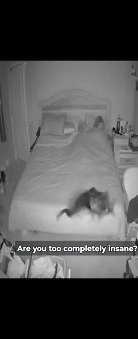 😂😂😂 darn cats #funnyvideos #catsoftiktok #crazycats 