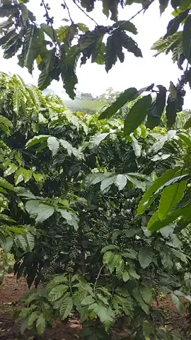 người ta làm được thì mình cũng làm được. thậm chí là làm tốt hơn họ . cụ thể là họ nợ ít mình nợ nhiều. cf như này xin phép chủ nợ khớt lại vài năm nữa #xuhuongtiktok #LearnOnTikTok #fyp #lamnong #caphexanhlun 
