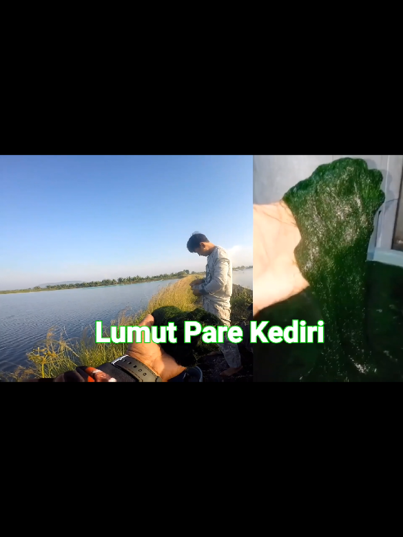 Gak tanggung2 umpannya didatangkan dr Kediri. #mancing #mancingliar #fyp #mancingmania #mancingnila 