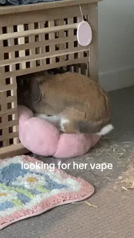 i can’t even recognise her anymore 💔 #bunny #rabbit #minilop #rabbitsoftiktok #PetsOfTikTok 