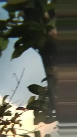 ini kalok ketemu pemikat pasti udah ludes, bukan hobi tp lebih   ke serakah #cendet #kicaumania 