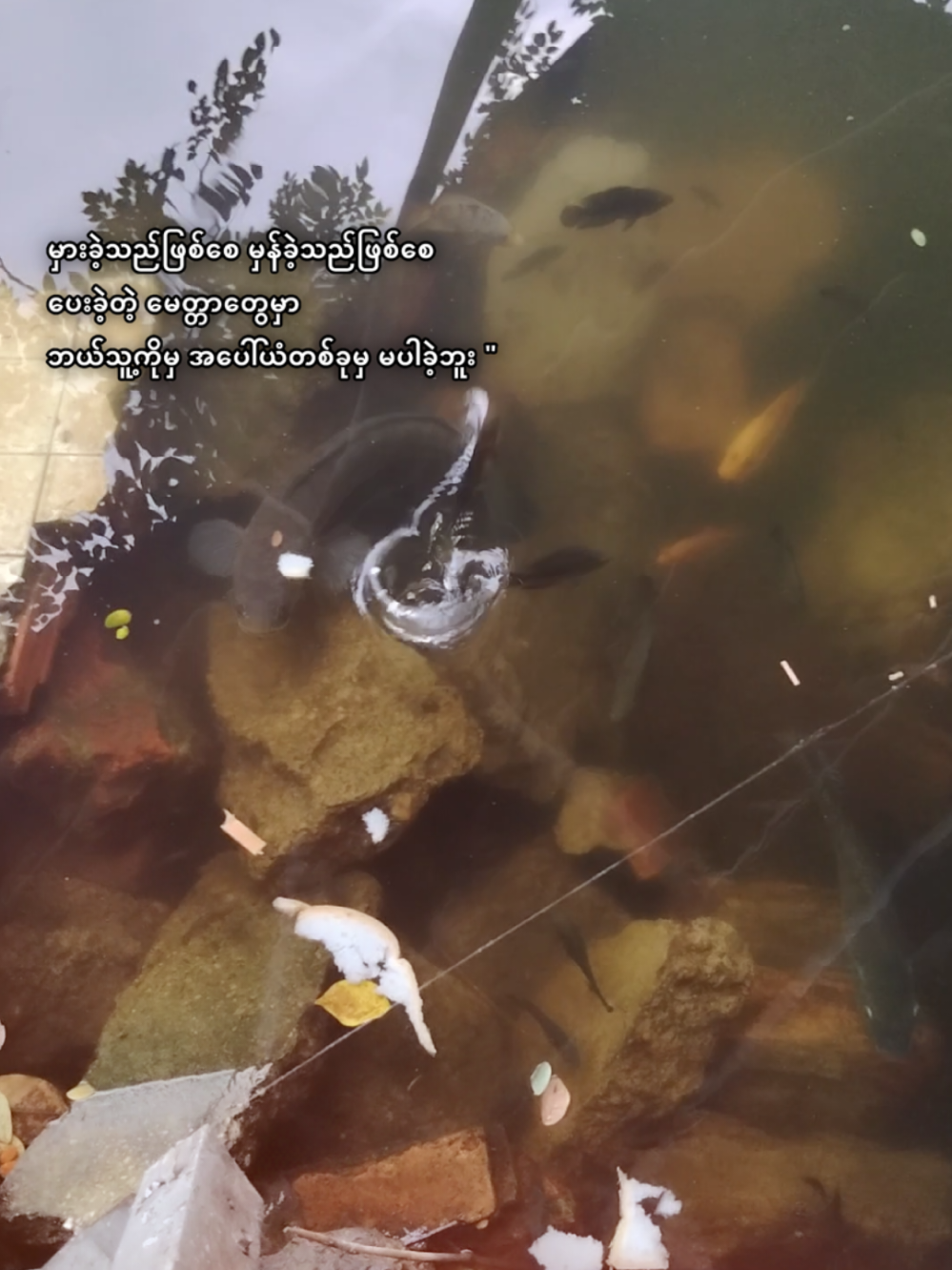 #flypシ #ti̇ktok  #မေတ္တာသည်သာအေးချမ်းစေသည်#ဆယ်လီတွေမှlikeပေးတာလား🙁 