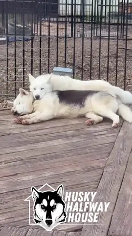 The best thing you can do for your husky is… get them a husky. 💙 Double the chaos. Double the love. Adopt 🩷 #huskyhalfwayhouse #halfwayhusky #huskyrescue #tilltheyallhavehomes 
