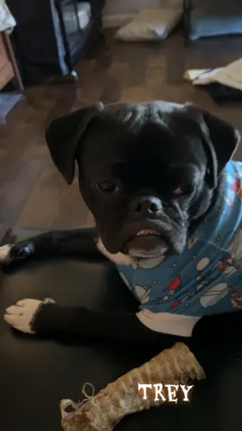 #fyp #pug #dog #cute 