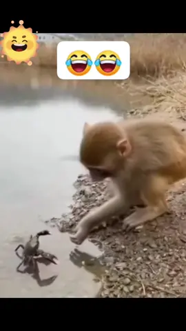 Vv mỗi ngày