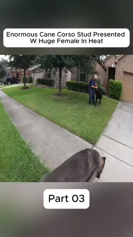 #dog #rocky #training #trainer #puppy #corso 