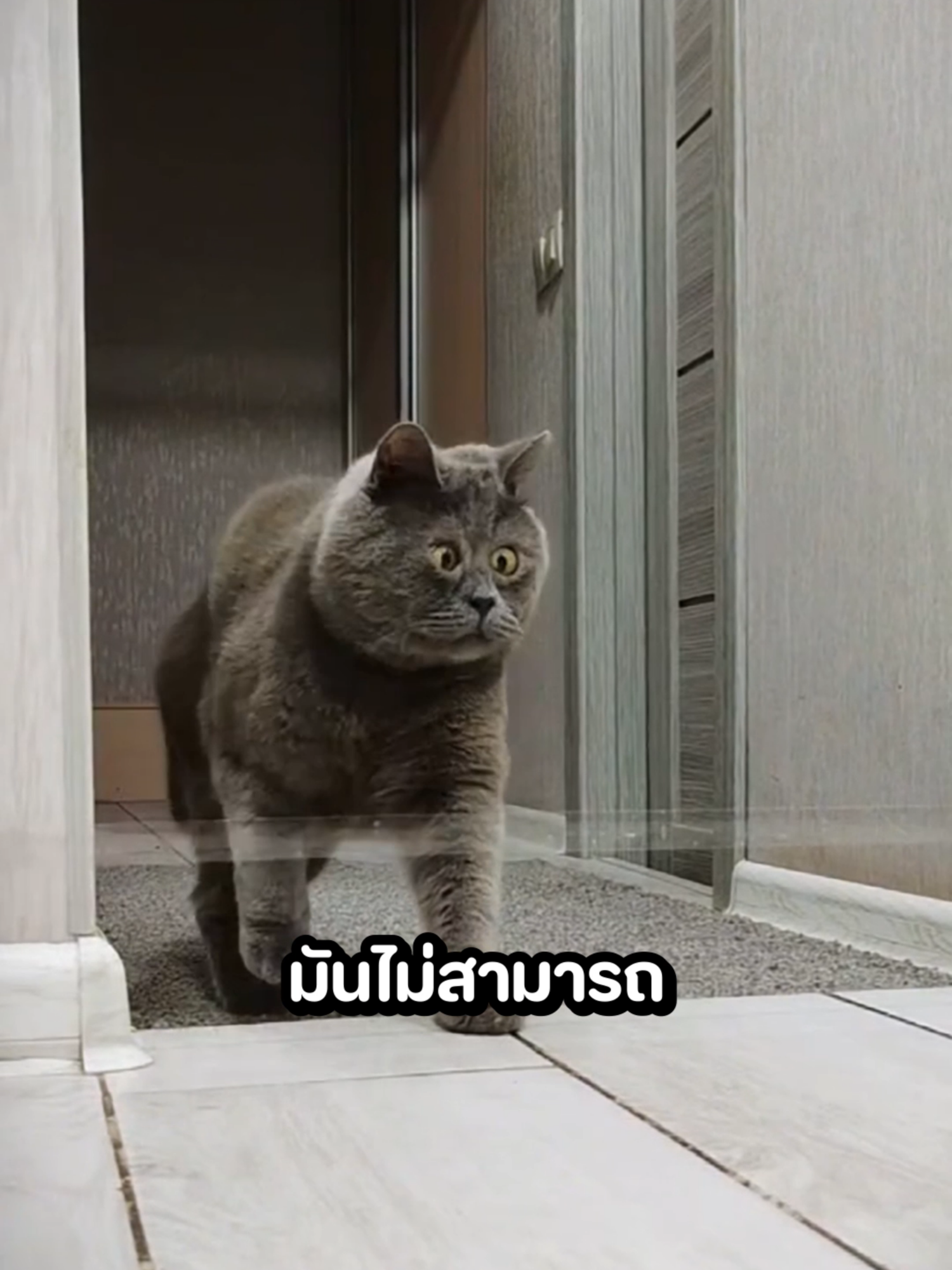 แมวตัวนี้เป็นดาวน์ซินโดรม เจ้าของเลยฝึกให้มันพัฒนาตัวเองได้ 😾