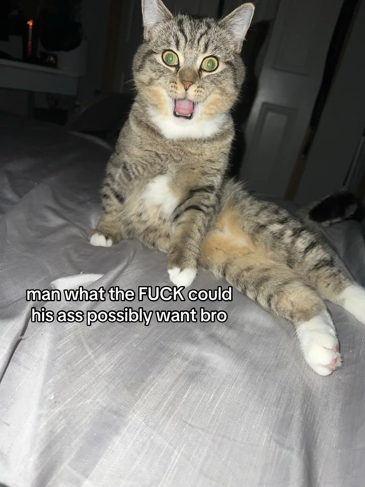 dumbass fuck (i love my baby) #cat #catsoftiktok 