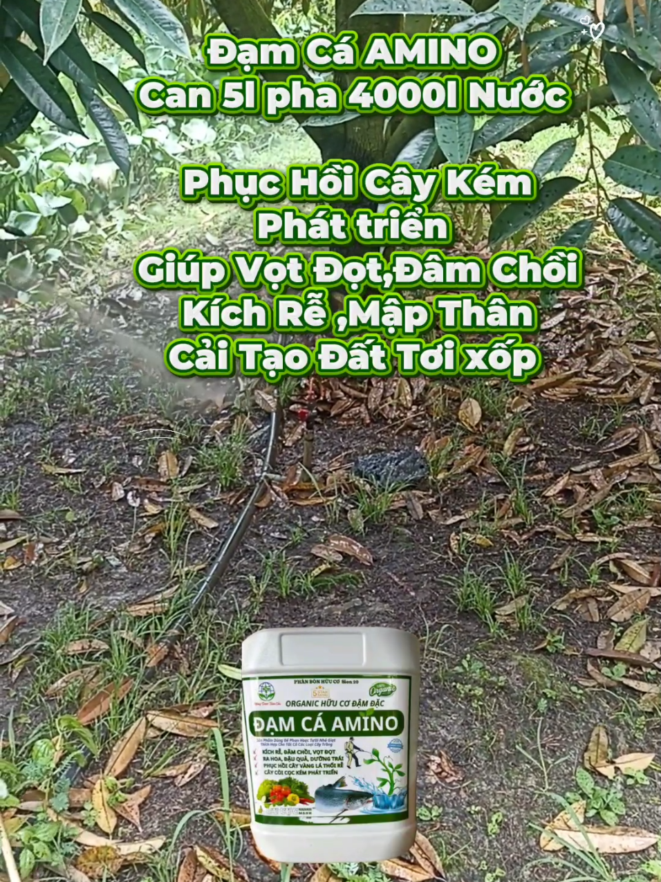Đạm Cá AMINO  Can 5l pha 4000l Nước  Phục Hồi Cây Kém Phát triển #phanbon #sauriengtaynguyen #xuhuong #thuoctrusau #phanbongoc  Giúp Vọt Đọt,Đâm Chồi Kích Rễ ,Mập Thân Cải Tạo Đất Tơi xốp 