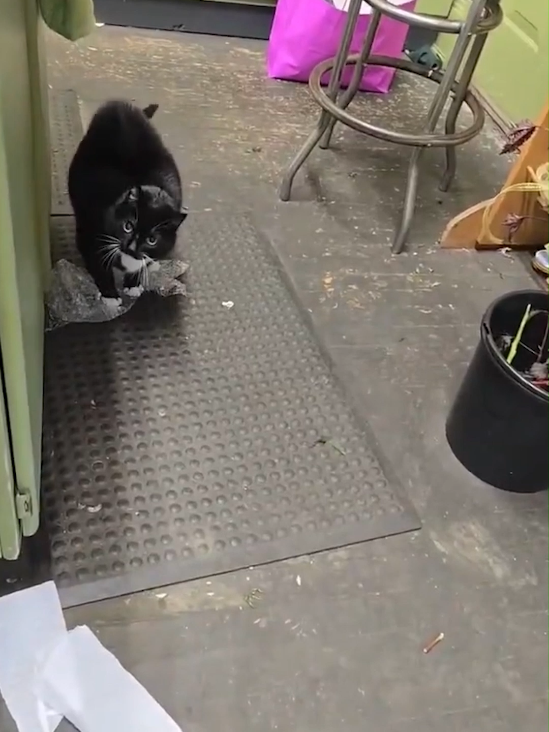 Кот Лопает ПУПЫРЫШКИ и Снимает Стресс