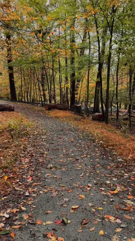 A walk in the forest 🍃 #autumnvibe #autumn #autumnvideos #fallvibes #fall 