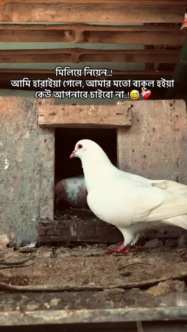 মিলিয়ে নিয়েন..!            আমি হারাইয়া গেলে, আমার মতো ব্যকুল হইয়া কেউ আপনারে চাইবো না..!😅❤️‍🩹 #foryou  #the_spydoo 