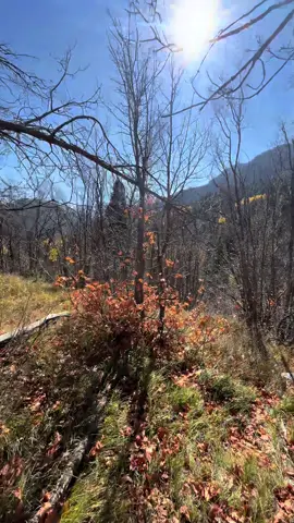 Thankful I get views like this on my trail runs #trail #trailrunning #runningcommunity #runner 