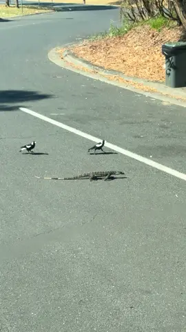 Welcome to Australia, Where Magpies fight Dinosaurs #trucks #trucker #viral #australia #dinosaur 