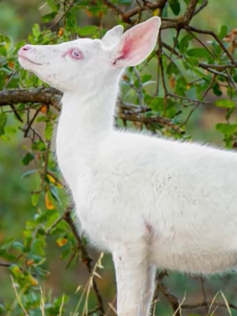 Here's what we know about a rare sighting of an albino deer in the East Bay.#bayarea #wildlife #deer