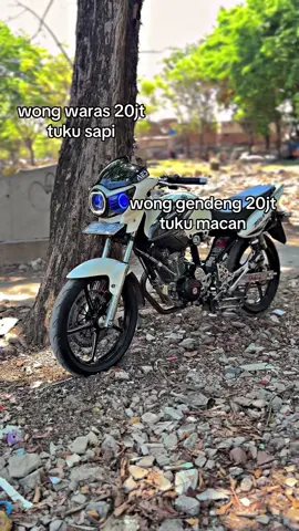 jan aku iki😋 #tigerhits #tigeralbino #fvp #foryou #xyzbca 