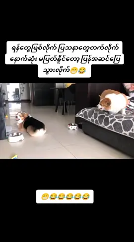 #foryou #fyp #တီချစ်သူများဆီရောက်ပါစေ🥰 #အာဝုလေးတို့ #ရယ်မောခြင်းဖြင့်အသက်ရှည်ပါ☺ 