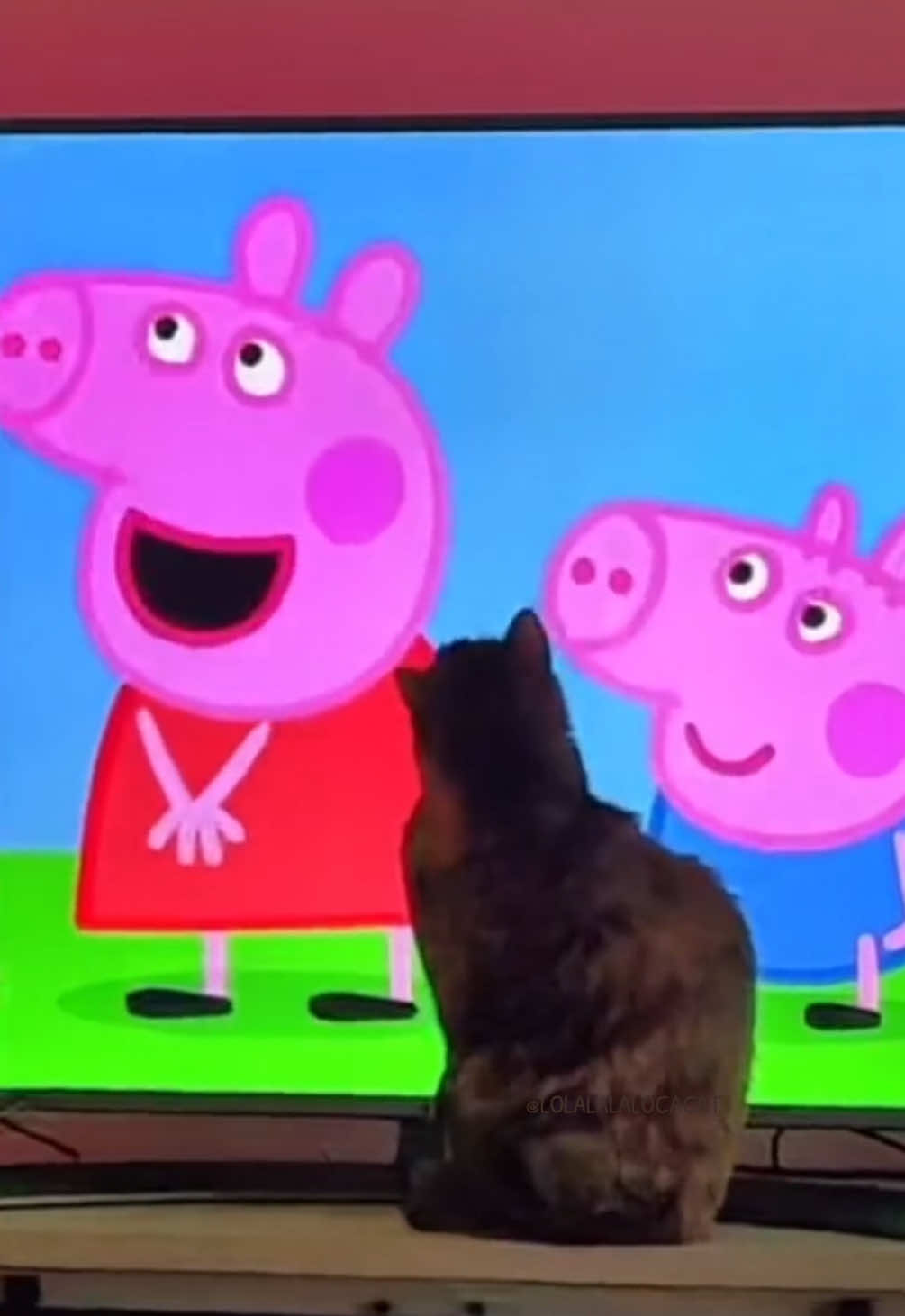 #cat #catvideos #catsoftiktok 