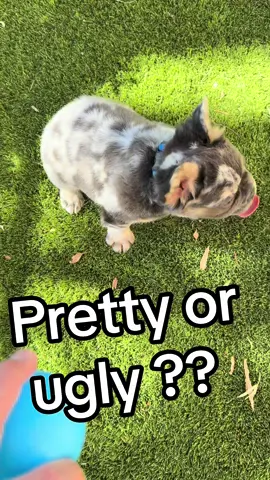 Last one ☝🏽 #puppy #dog #PetsOfTikTok #fyp #cutedog 