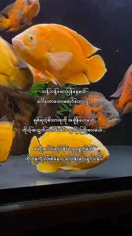 ☺️☺️💪#tiktokstaveivoiceon #fypပေါ်ရောက်ချင်မိ😾🖤 #fyp #fypပေါ်ရောက်ချင်မိ😾🖤 